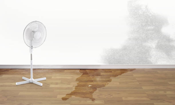 Best Mold removal after water damage  in Somerton, AZ